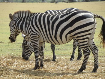 Zebra standing in a field
