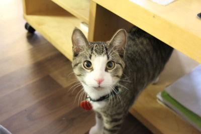 Close-up portrait of cat
