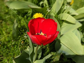 Close-up of red tulip