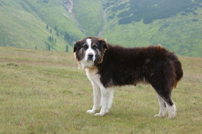 Portrait of dog standing on field