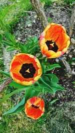 Close-up of red flowers