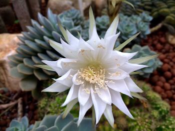 Close-up of white flowering plant