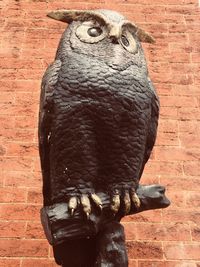 Close-up of owl perching on brick wall