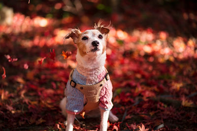 Portrait of a dog