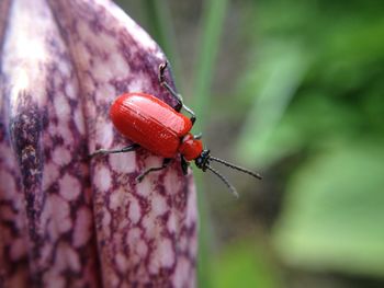 Close-up of insect