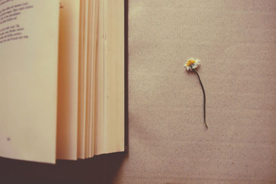 Close-up of yellow flower on table