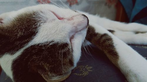 Close-up of cat sleeping