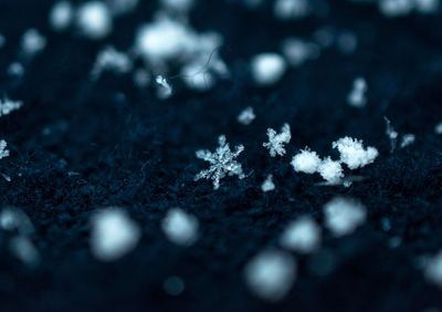 Close-up of flowers on snow