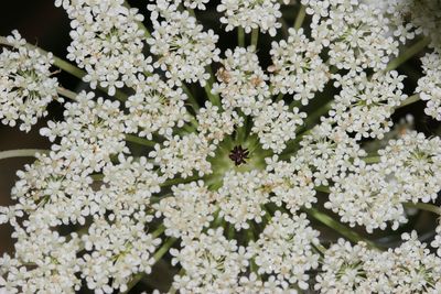 Close-up of white flowers