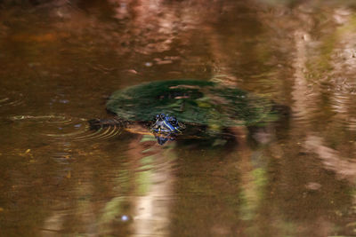 High angle view of turtle swimming in lake