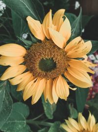 Close-up of sunflower