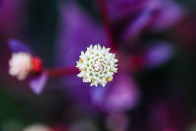 Close-up of purple flowering plant