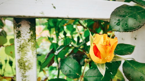 Close-up of yellow flower