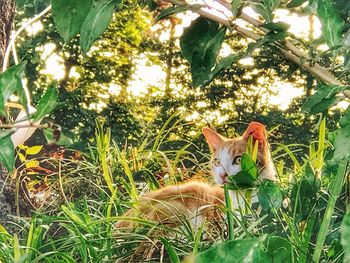 Portrait of cat on grass