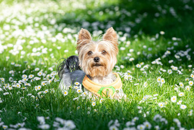 Portrait of dog on grassy field