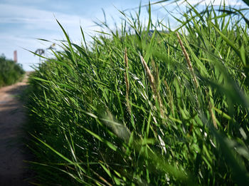 Close-up of grass growing on field