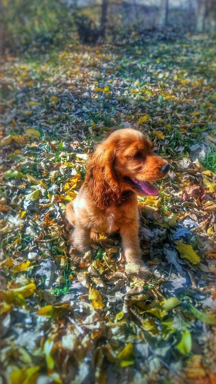 animal themes, one animal, mammal, pets, water, domestic animals, dog, waterfront, lake, brown, wet, nature, outdoors, day, reflection, looking away, sunlight, river, no people, side view