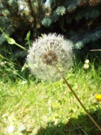 Close-up of dandelion