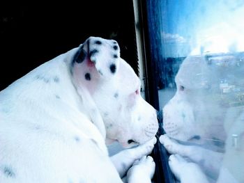 Close-up of dog by window