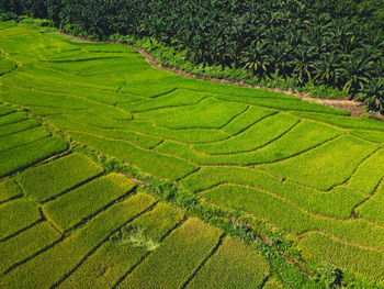 agriculture
