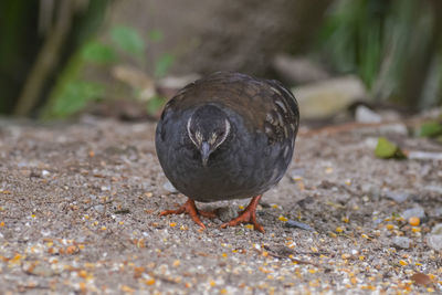 Close-up of bird on field