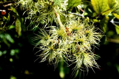 Close-up of flower against blurred background