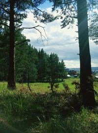 Scenic view of field against sky