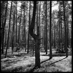 Trees in forest