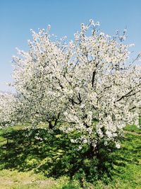 Cherry blossom tree against sky