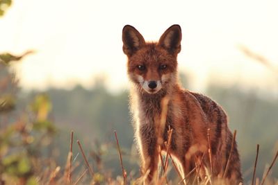 Portrait of an animal on field