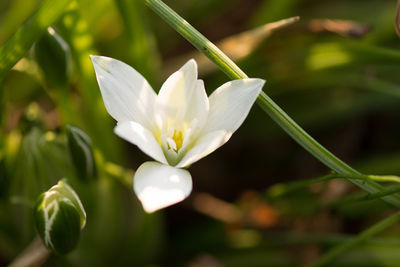 Close-up of white flower blooming outdoors