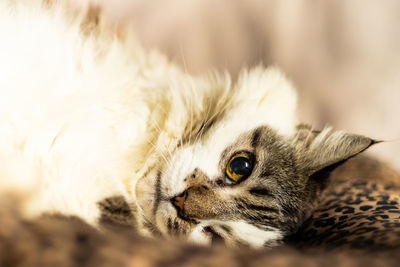 Close-up of a cat