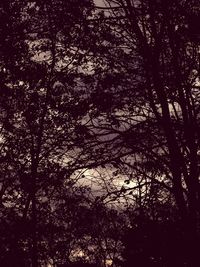 Low angle view of silhouette trees in forest against sky