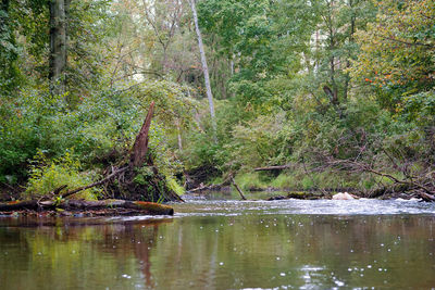 Scenic view of river stream amidst trees in forest