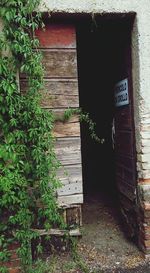 Plant growing in old house