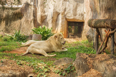 View of a cat relaxing on rock