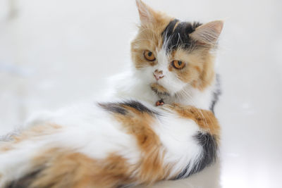 Close-up of a cat looking away