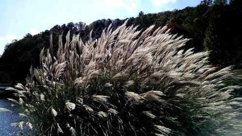 Close-up of plants against sky