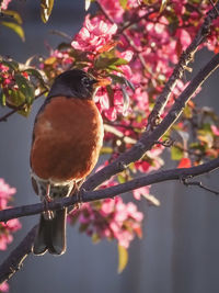 Close-up of cherry blossoms on branch