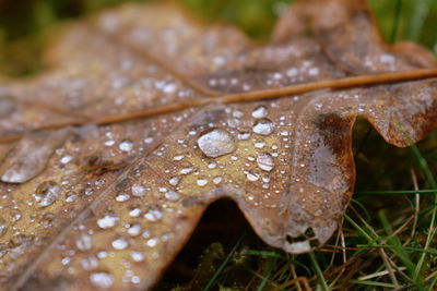 Close-up of raindrops on dry leaf