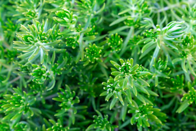 High angle view of flowering plants