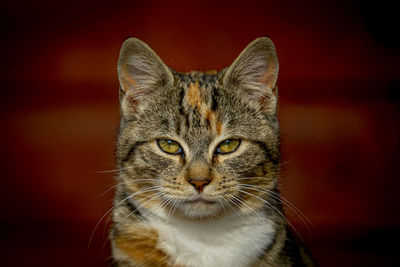 Close-up portrait of a cat