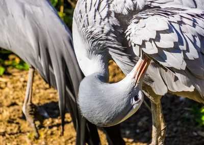 Close-up of birds on field