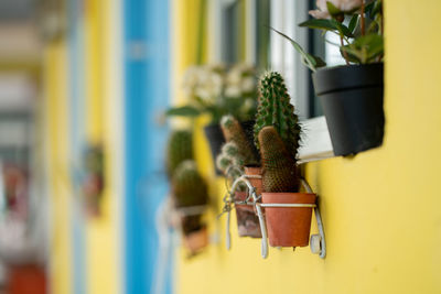 Close-up of potted plant