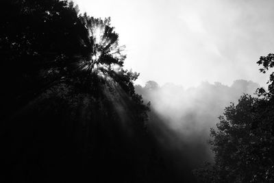 Low angle view of trees in forest against sky