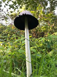 Close-up of mushroom growing on field