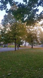 Trees on field in park against sky