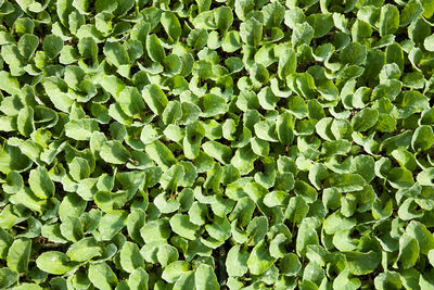 Full frame shot of chopped green leaves