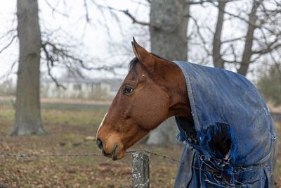 View of a horse on field