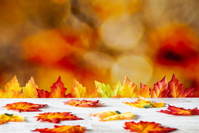 Close-up of maple leaves on table during autumn